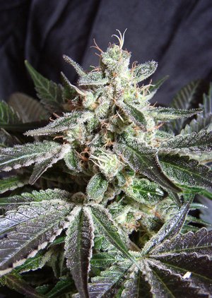 Семена Sweet Seeds Black Jack ® (Феминизированные)