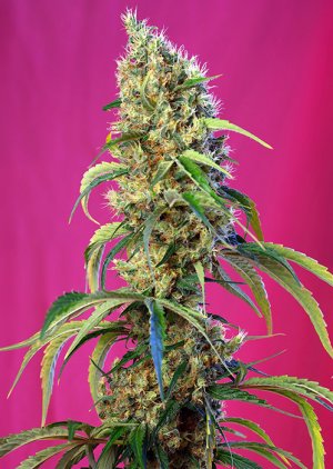 Семена Sweet Seeds Black Jack CBD ® (Феминизированные)