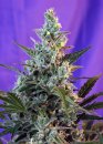 Sweet Seeds Sweet Skunk F1 Fast Version ® (Феминизированные)