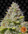 Blue Gelato 41 (Феминизированные)