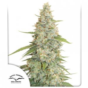 Семена Dutch Passion Seeds Meringue (Феминизированные)