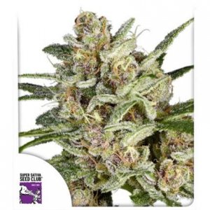 Семена Dutch Passion Seeds Super Mad Sky Floater