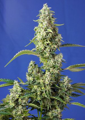 Семена Sweet Seeds Gorilla Girl XL Auto ® (Автоцветущие феминизированные)