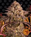 Barney's Farm Seeds Blue Sunset Sherbert (Феминизированные)