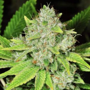 Семена Nirvana Seeds Original Glue (Автоцветущие феминизированные)
