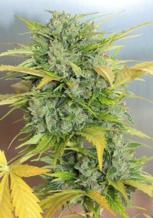 Семена Serious Seeds AK-47 (Автоцветущие феминизированные)