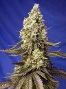 Sweet Seeds Runtz XL Auto ® (Автоцветущие феминизированные)