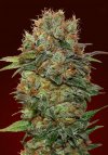 Auto Chocolate Kush (Автоцветущие феминизированные)
