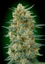00 Seeds Gorilla Fast (Феминизированные)