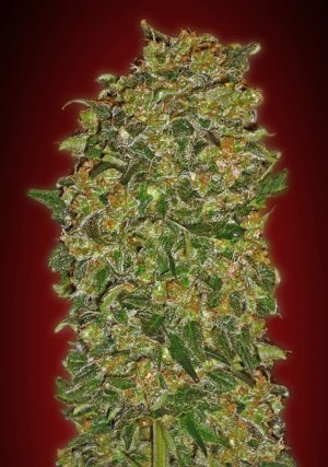 Семена 00 Seeds Chocolate Kush (Феминизированные)