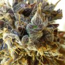 Flash Seeds Purple Mazar (Автоцветущие феминизированные)