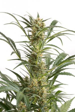 Семена Dinafem Seeds Amnesia XXL (Автоцветущие феминизированные)