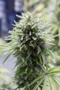 Dinafem Seeds OG Kush (Автоцветущие феминизированные)
