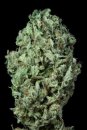 Dinafem Seeds Sour Diesel (Автоцветущие феминизированные)