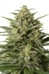 White Widow XXL (Автоцветущие феминизированные)
